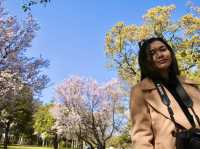 ชมดอกซากุระ 🌸 ที่สวนสาธารณะทสึรุมิ เรียวคุจิ