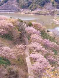 千葉の河津桜🌸佐久間ダム湖