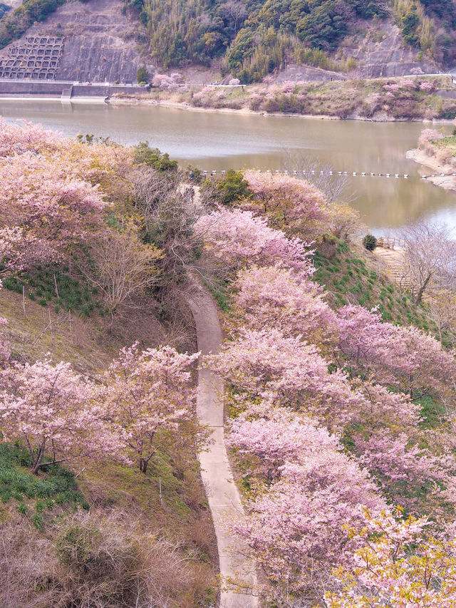 千葉の河津桜🌸佐久間ダム湖