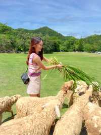 Alpaca Hill สวนผึ้งราชบุรี ไม่เหงาอีกต่อไปป