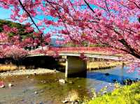 Kawazu Sakura, Shizuoka