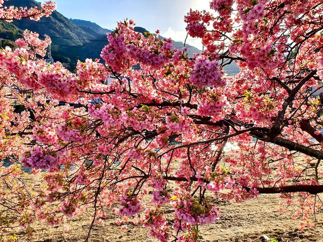 Kawazu Sakura, Shizuoka