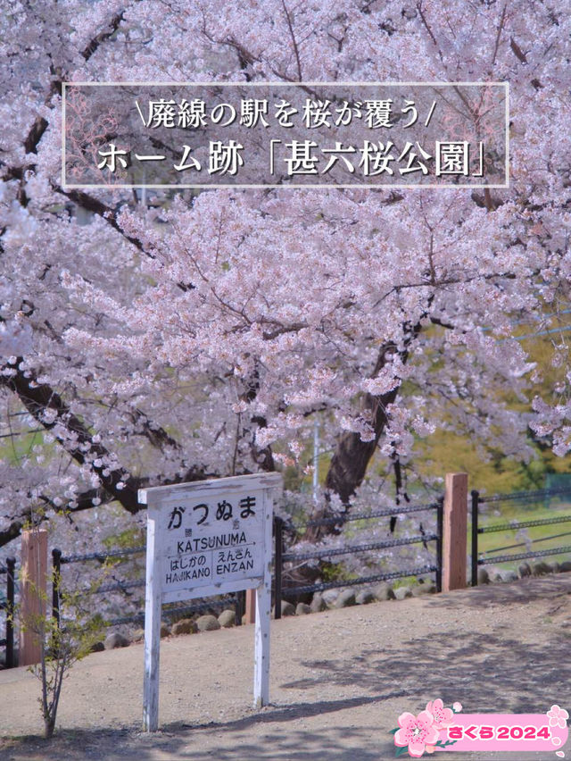 【山梨・桜】混雑回避はココ‼️レトロな雰囲気が出る桜咲くホーム跡🌸※マップ付き