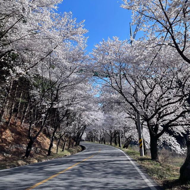꼬불꼬불 긴 벚꽃 터널이 제일 예쁜 곳🌸