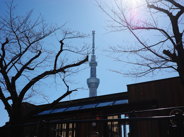 สถานการณ์ซากุระที่ Sumida Park