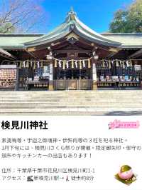 【検見川神社/千葉県】検見川さくら祭り2024
