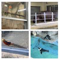 嘩嘩嘩🤩🤩令人大開眼界的上野動物園