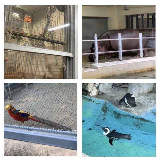 嘩嘩嘩🤩🤩令人大開眼界的上野動物園
