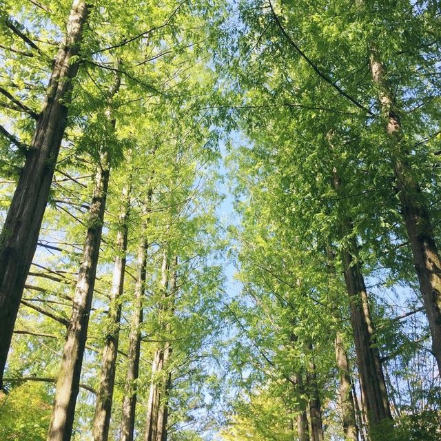 숨은 보석 남이섬 함께 가봐요! 🌳