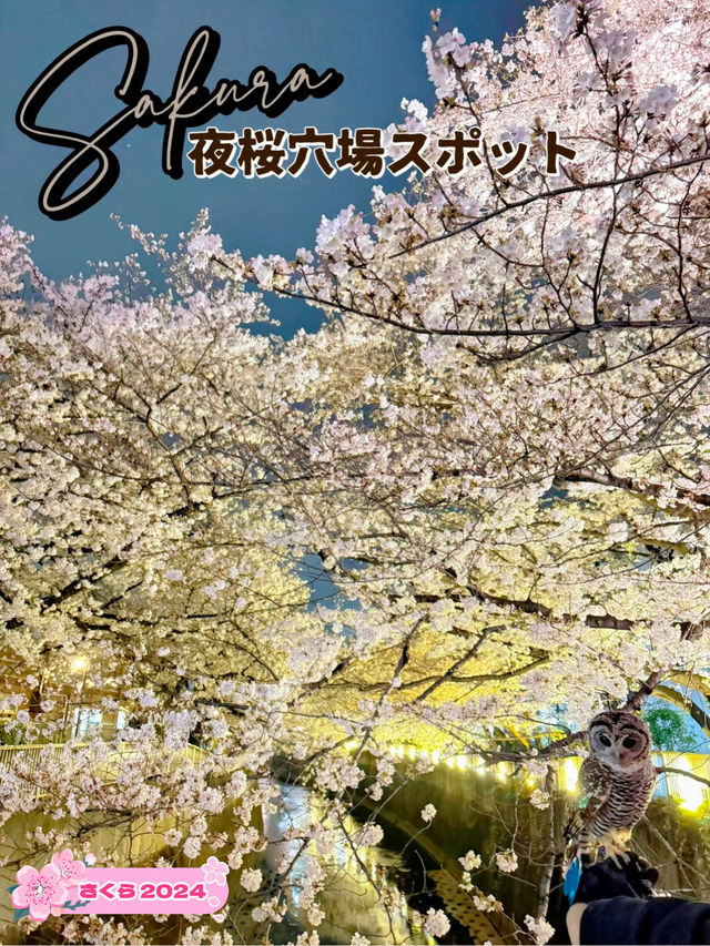 【東京】9割は知らない?!超穴場な夜桜スポット🤍