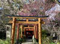 平野神社～京都賞櫻必去