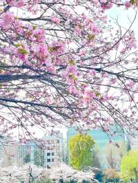【不忍池/東京都】大きな池と桜の絶景スポット