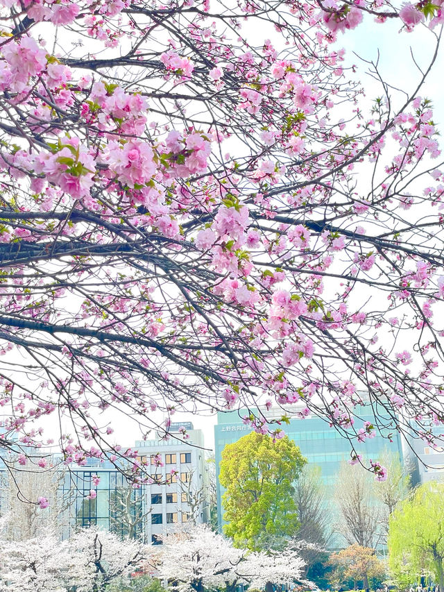【不忍池/東京都】大きな池と桜の絶景スポット
