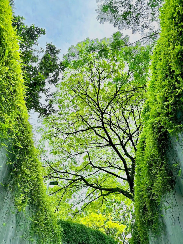 Fort Canning Tree Tunnel