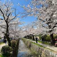 京都 哲學之道