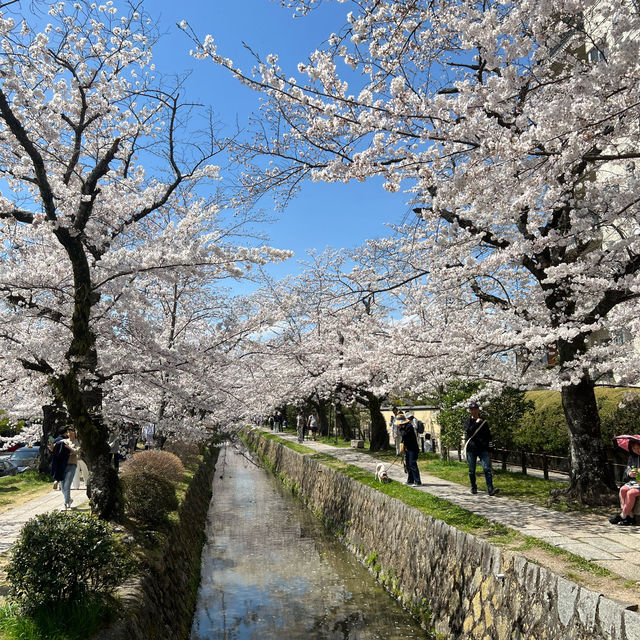 京都 哲學之道