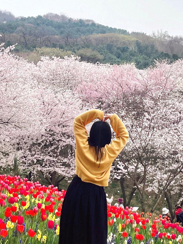 튤립과 벚꽃의 조화로 동화 속 같은 곳🌸🌷