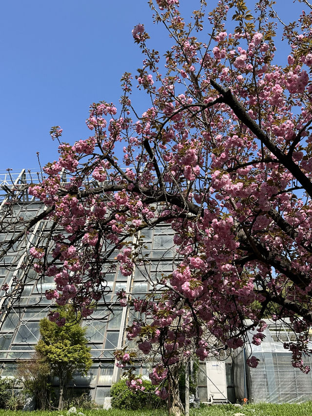벚꽃이 팝콘처럼 활짝 핀 봄나들이 피크닉 명소 추천지!🌷