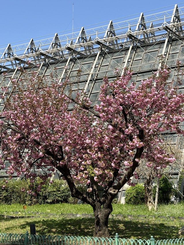 벚꽃이 팝콘처럼 활짝 핀 봄나들이 피크닉 명소 추천지!🌷