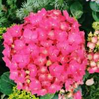 臺北花博公園：花海盡收眼底
