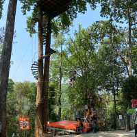 Pongyang Jungle Coaster Zipline 
