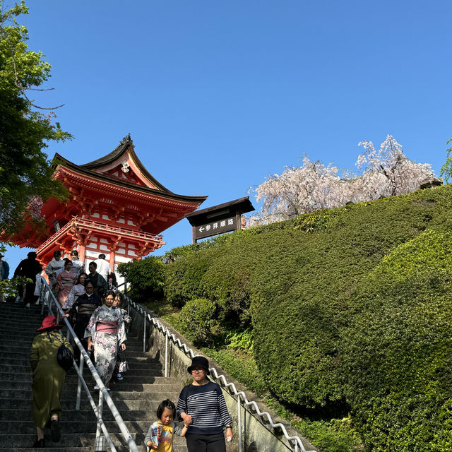 Chasing final Sakura at Osaka and Kyoto - Mid April 