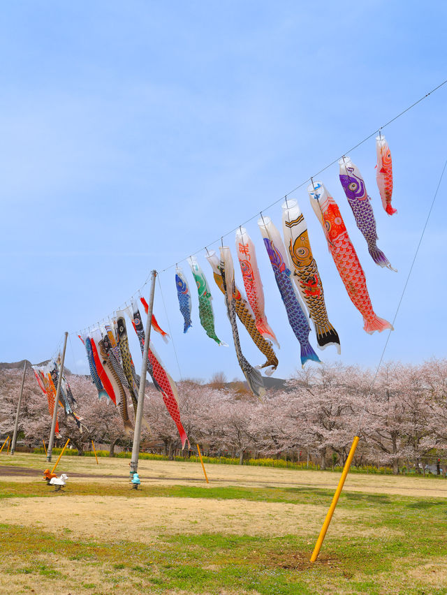 【栃木】桜と春風に揺れる🎏公園