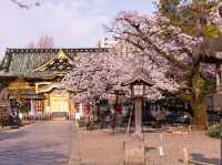 上野恩賜公園櫻花