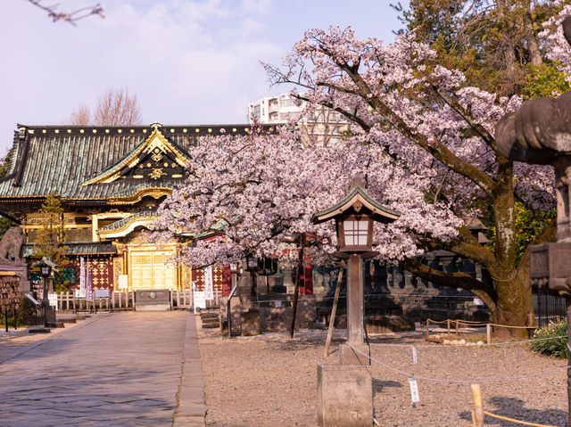 上野恩賜公園櫻花