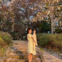 봄바람 가득, 춘천 공지천에서 만나는 4월의 마법 🌸🍃