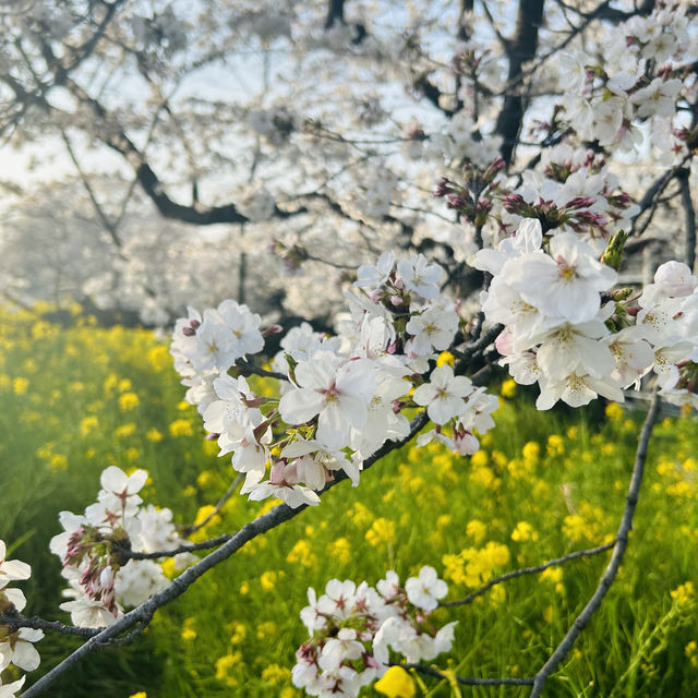 【桜】桜と菜の花スポット@熊谷
