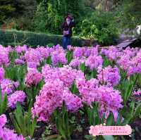 Garden of Dreams: Exploring Araluen's Tranquil Oasis