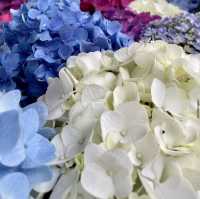 【福岡観光】6月になるとお目見えする花手水