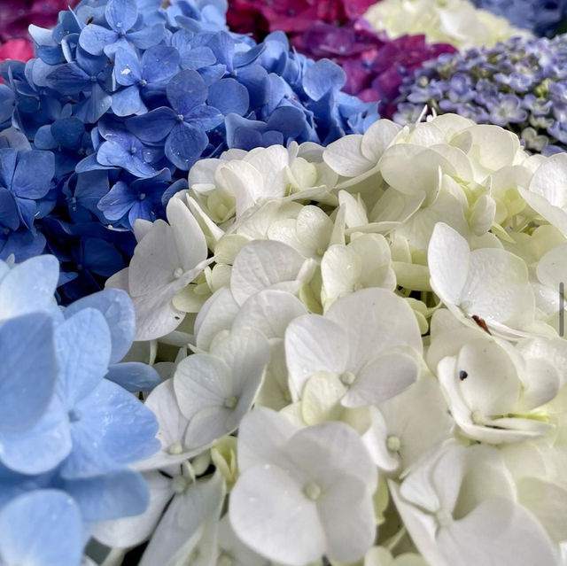 【福岡観光】6月になるとお目見えする花手水