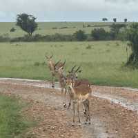 Jw Marriott masai Mara 