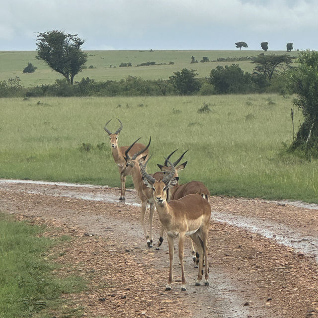 Jw Marriott masai Mara 