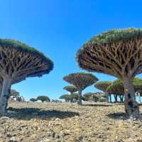 The island that looks out of this world; finding the Dragon Blood Trees
