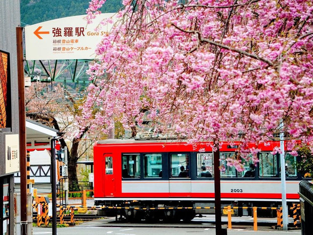 箱根湯本站賞花