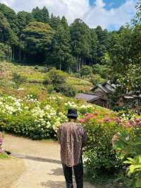 千葉県　紫陽花スポット　服部農園あじさい屋敷