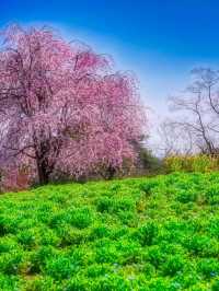 昭和紀念公園賞花