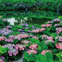 日本三重縣必訪繡球花海風早之里