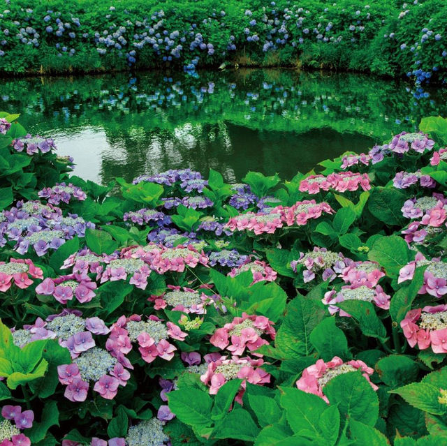 日本三重縣必訪繡球花海風早之里