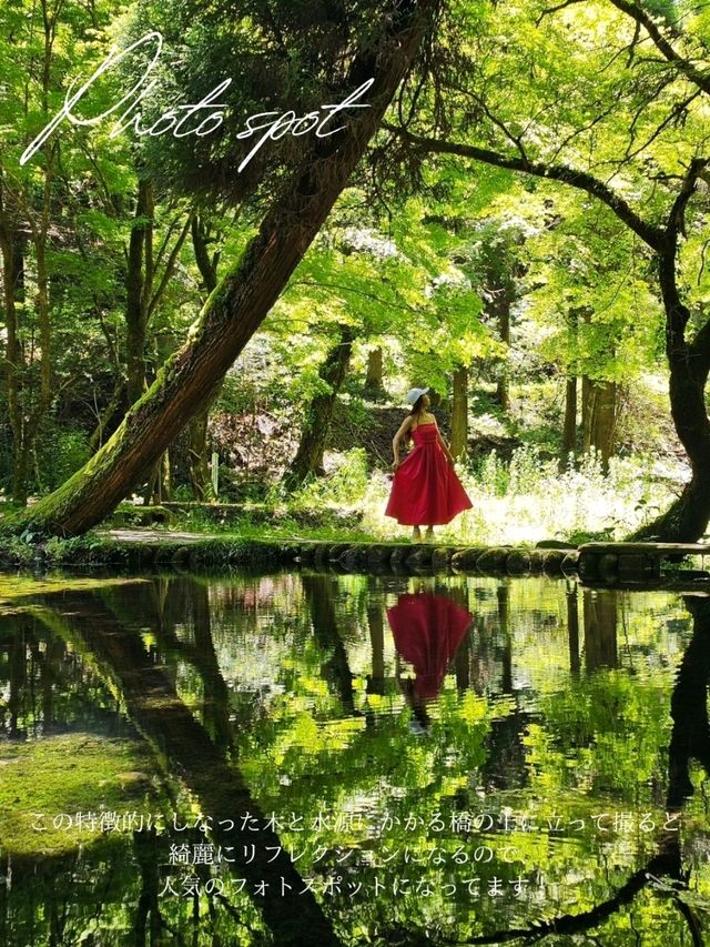 【熊本/ジブリの世界】秘境にあった、美しすぎる水源✨️