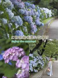 上野恩賜公園の紫陽花