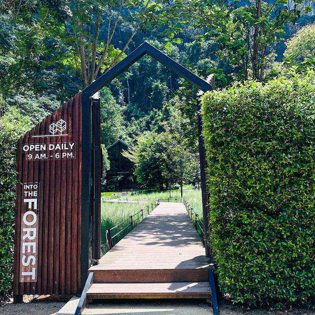 INTO THE FOREST | ดื่มด่ำบรรยากาศคาเฟ่กลางหุบเขา