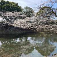 4月の観音池公園は最高の桜スポット