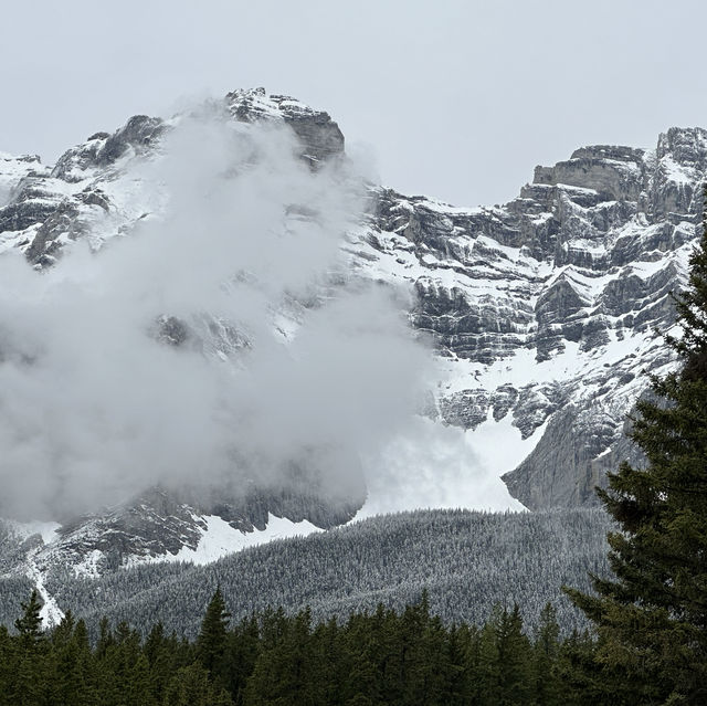 Frosted pine trees at the canadian Rockies