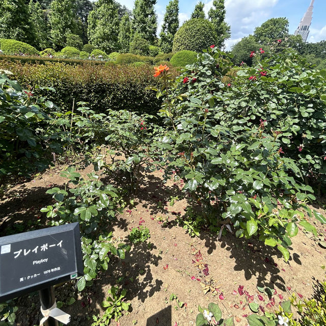 【新宿御苑】都会にある自然豊かなスポット