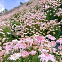 Add Cameron Highland to your holiday wishlist ! 
