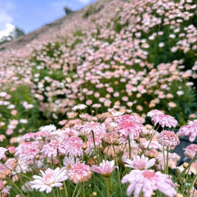 Add Cameron Highland to your holiday wishlist ! 